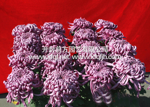 多头菊之十二头菊